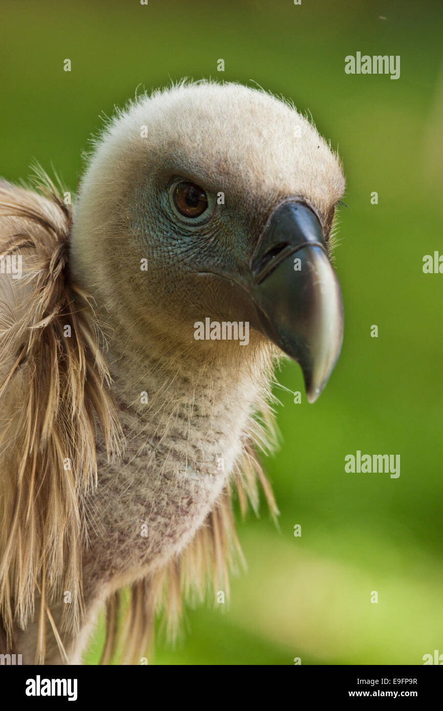 Griffon Vulture (Gyps fulvus) Stock Photo