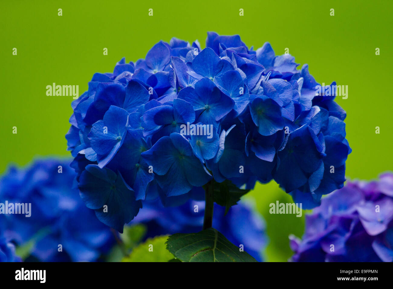 Hortensie hydrangea macrophylla hi-res stock photography and images - Alamy