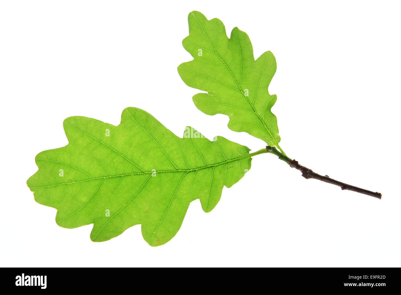 Oak leaves (Quercus robur) Stock Photo