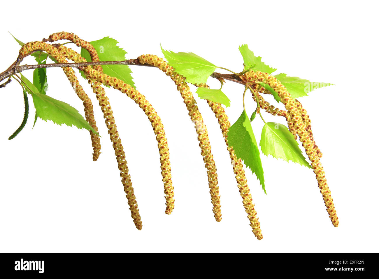 blooming birch twig Stock Photo