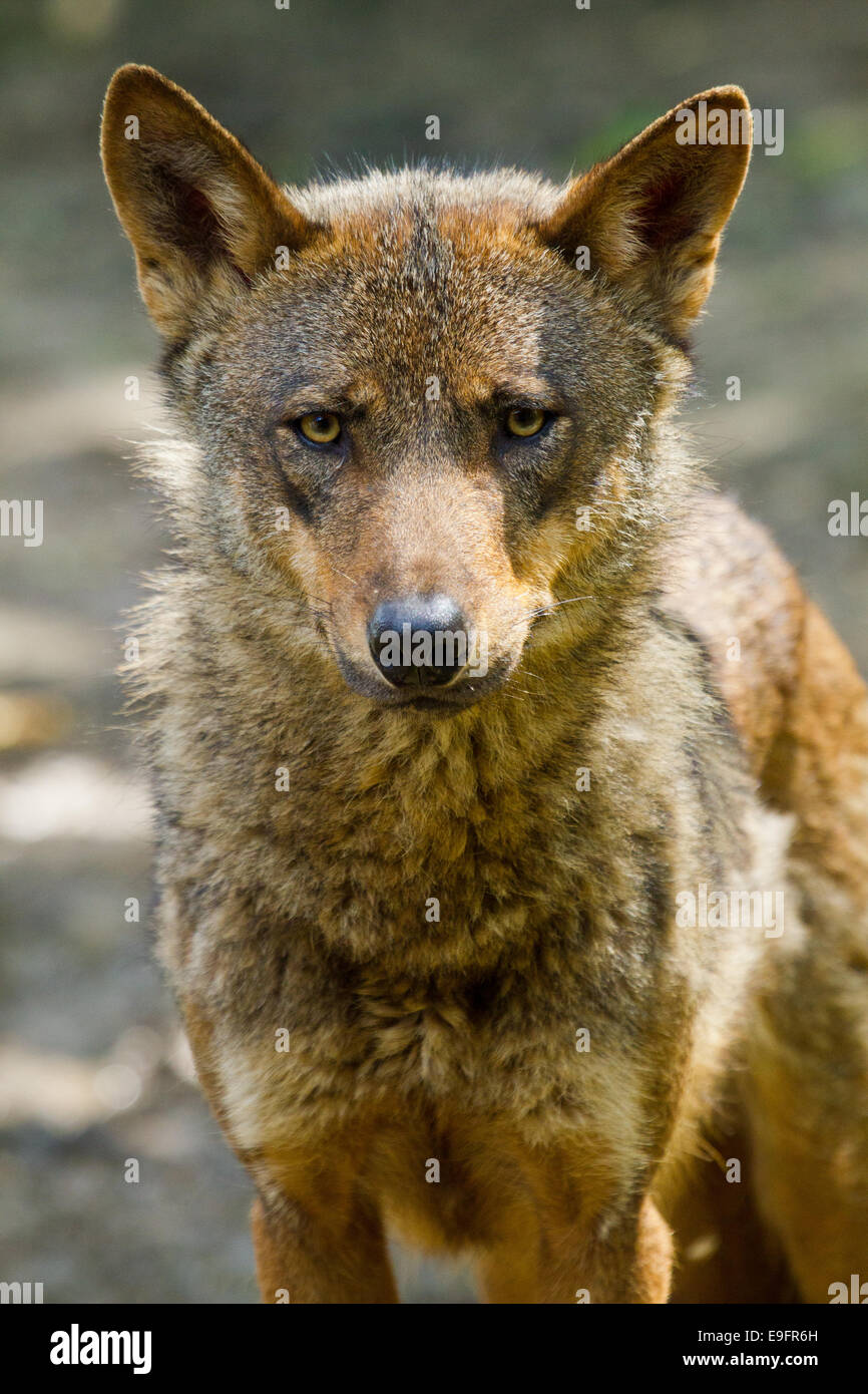 Turbulens Sund og rask patient Iberian wolf (Canis lupus signatus Stock Photo - Alamy