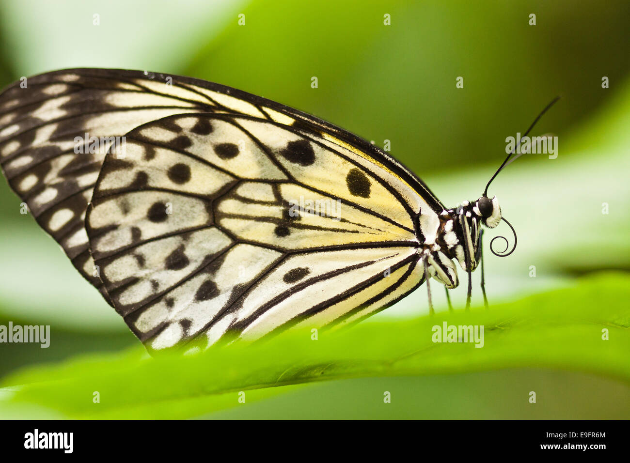 Paper Kite, Rice Paper (Idea leuconoe) Stock Photo