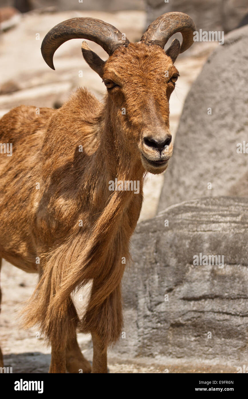 Sheep head morocco hires stock photography and images Alamy