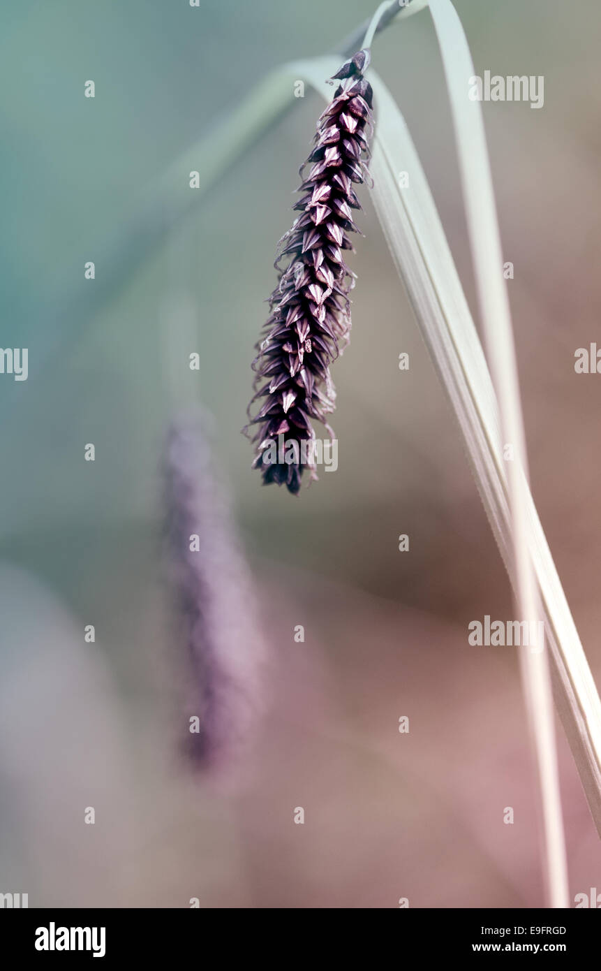 Tall wild grass hi-res stock photography and images - Alamy