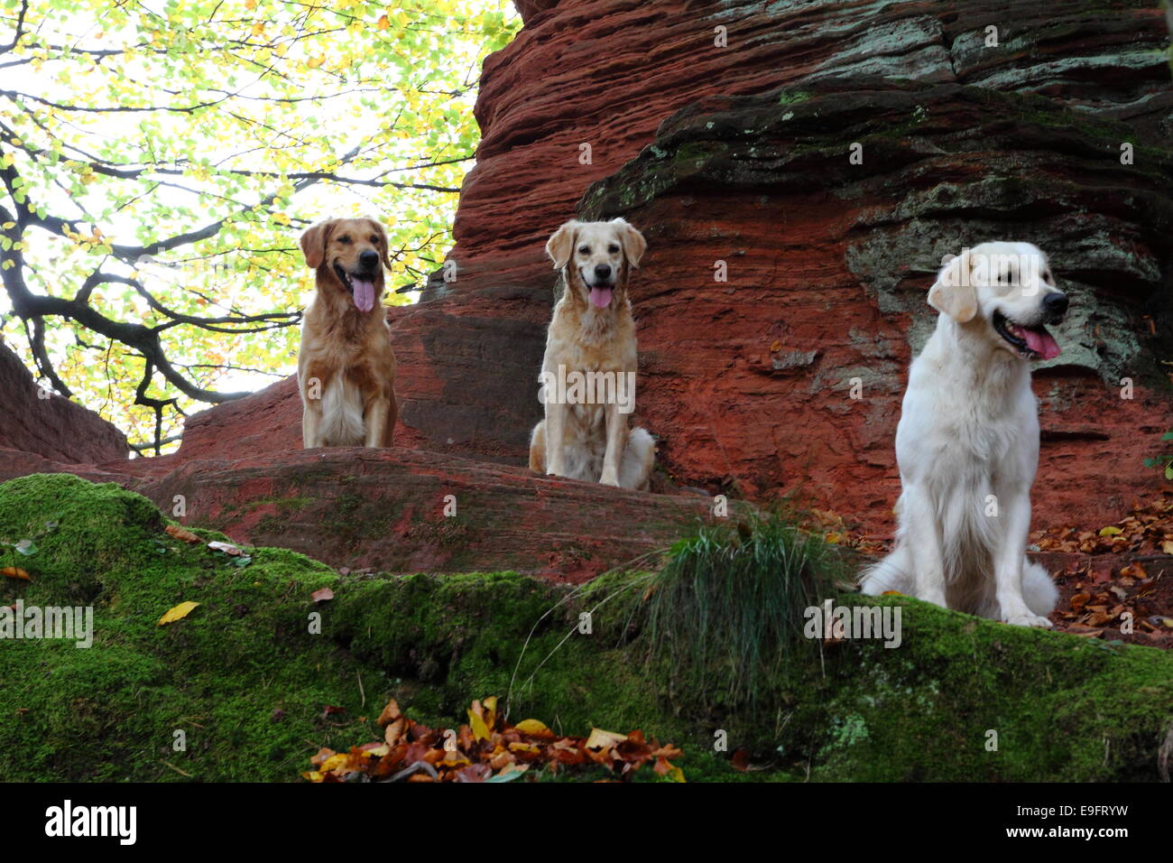 Three Golden Retrievers Stock Photo