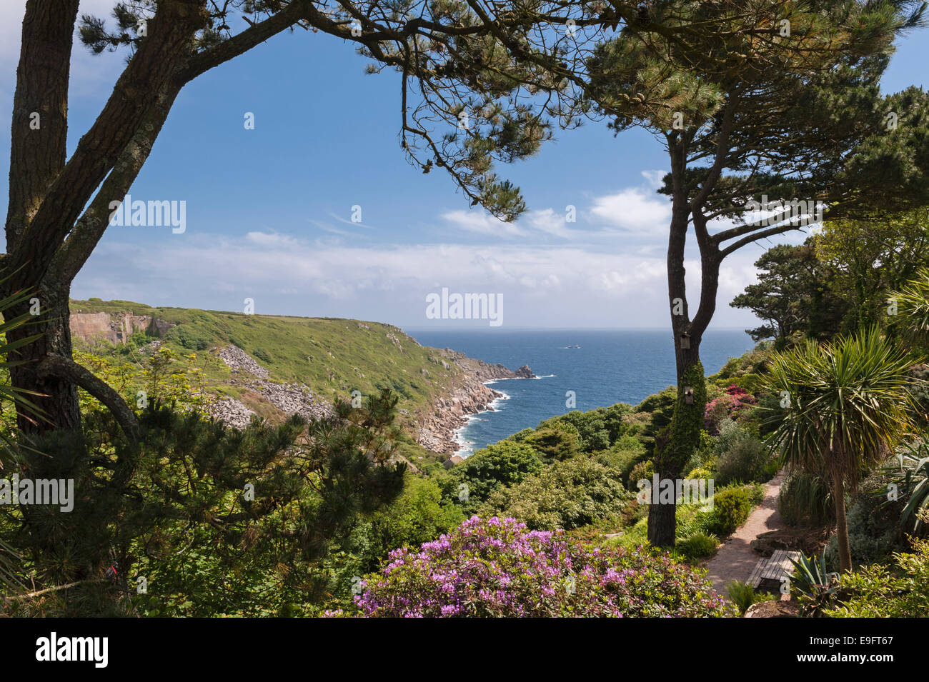 Cornwall Rhododendron Lamorna Cove seen from the garden of Chygurno, Cornwall. Rhododendron ...