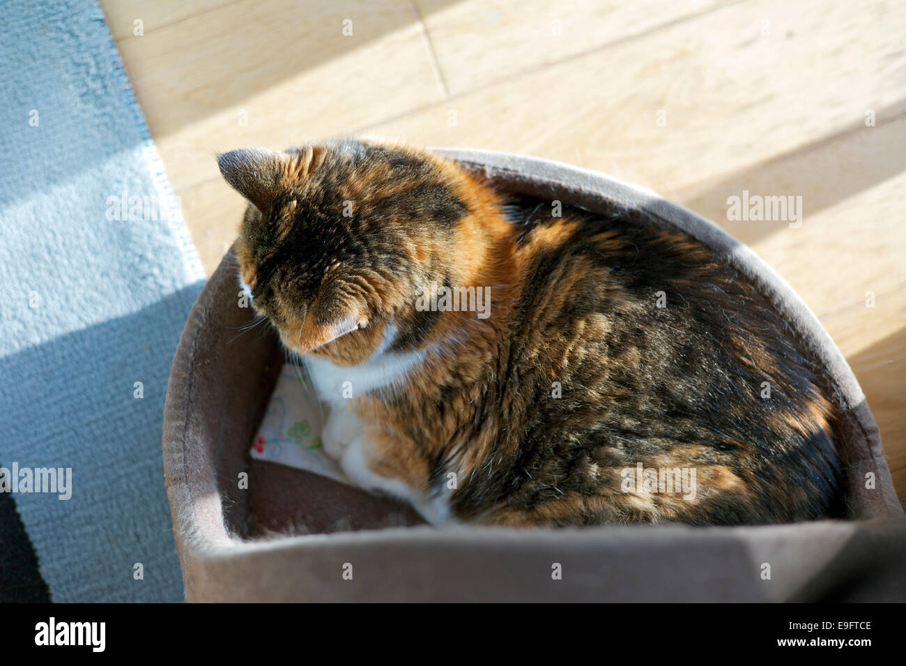 Cat sleeping in a cat bed Stock Photo