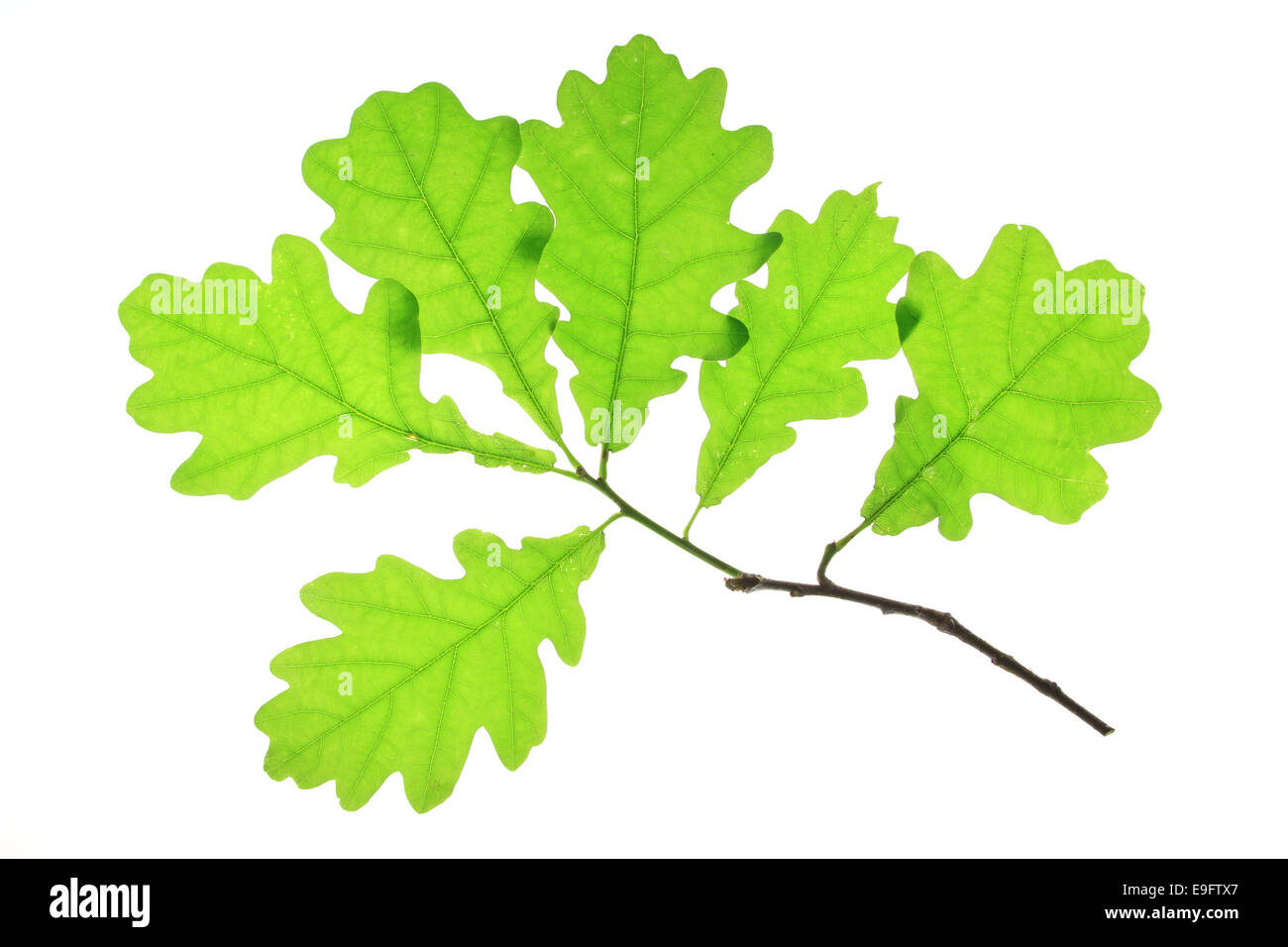 Oak leaves (Quercus robur) Stock Photo