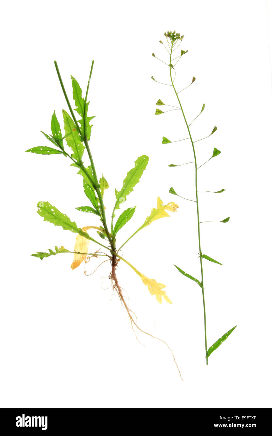 Shepherd's purse (Capsella bursa-pastoris) Stock Photo