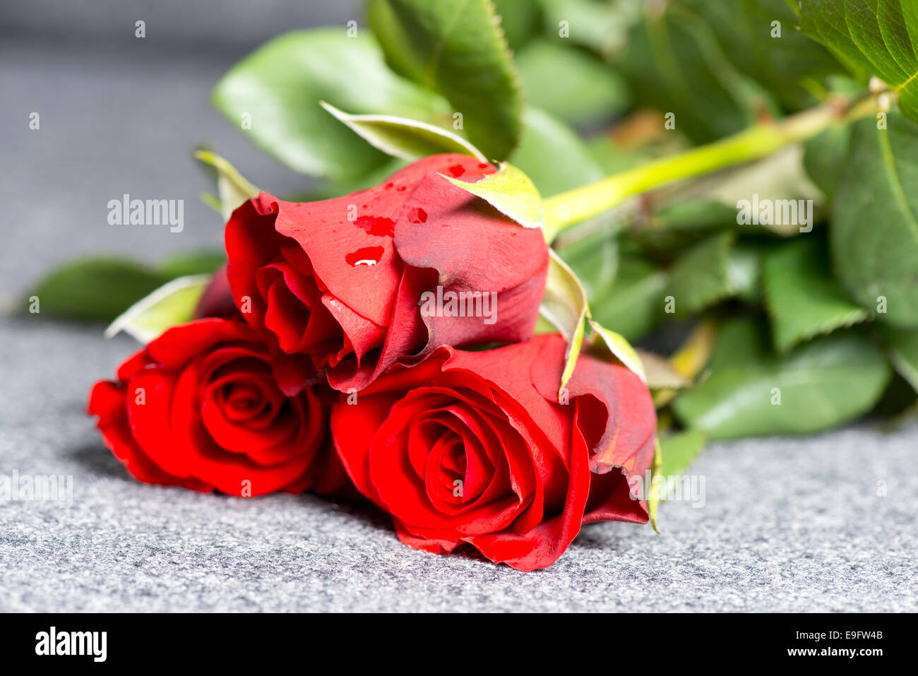 Roses on grave Stock Photo Alamy
