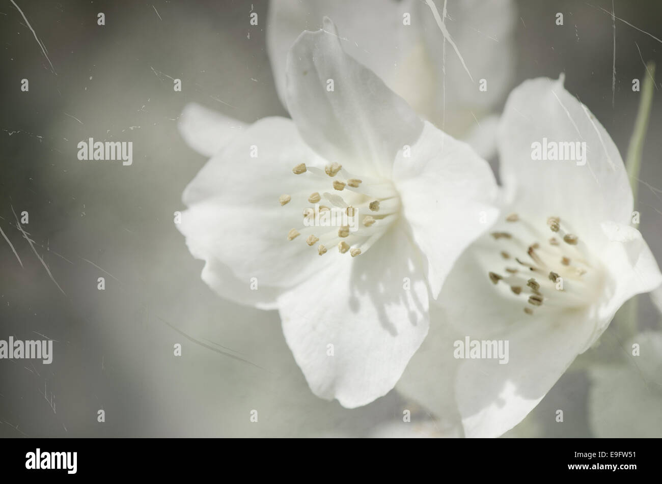 Wildlife lawn wild flowers hi-res stock photography and images - Alamy