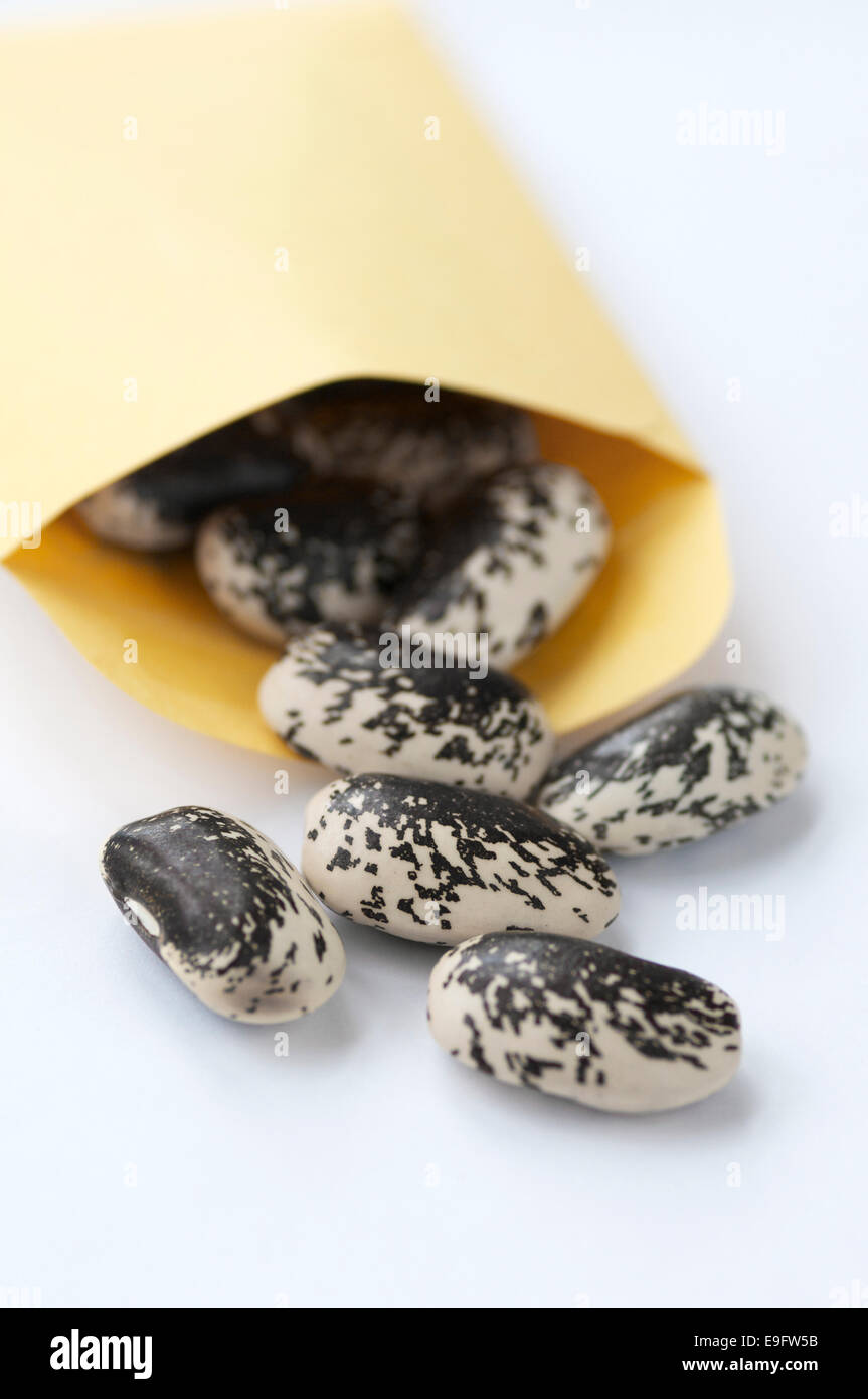 A packet of seeds "Painted Lady" variety of runner beans Stock Photo