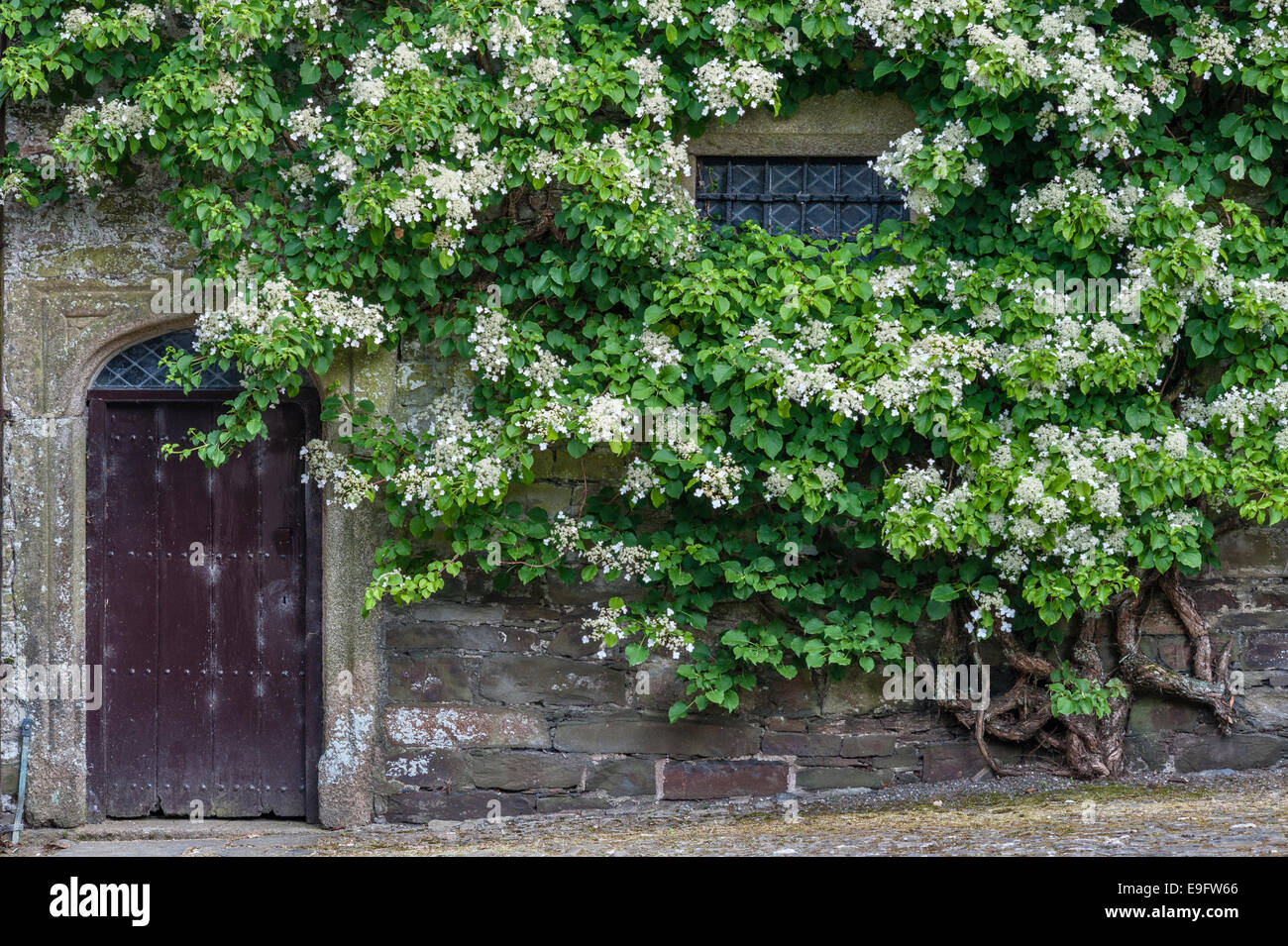 Cotehele, Saltash, Cornwall, UK. A huge climbing hydrangea (hydrangea petiolaris) in the courtyard Stock Photo