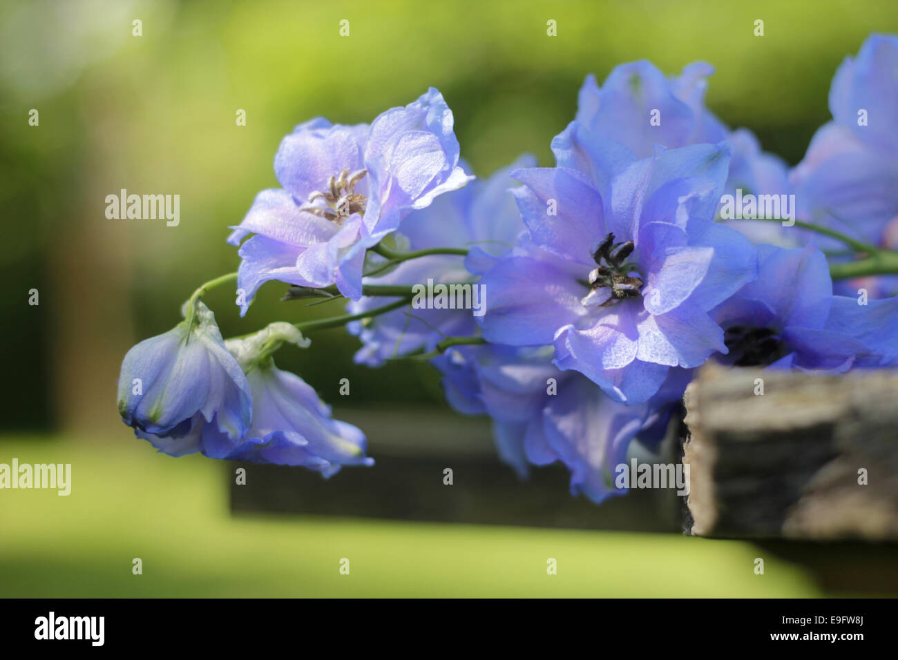 delphinium - larkspur close-up Stock Photo - Alamy