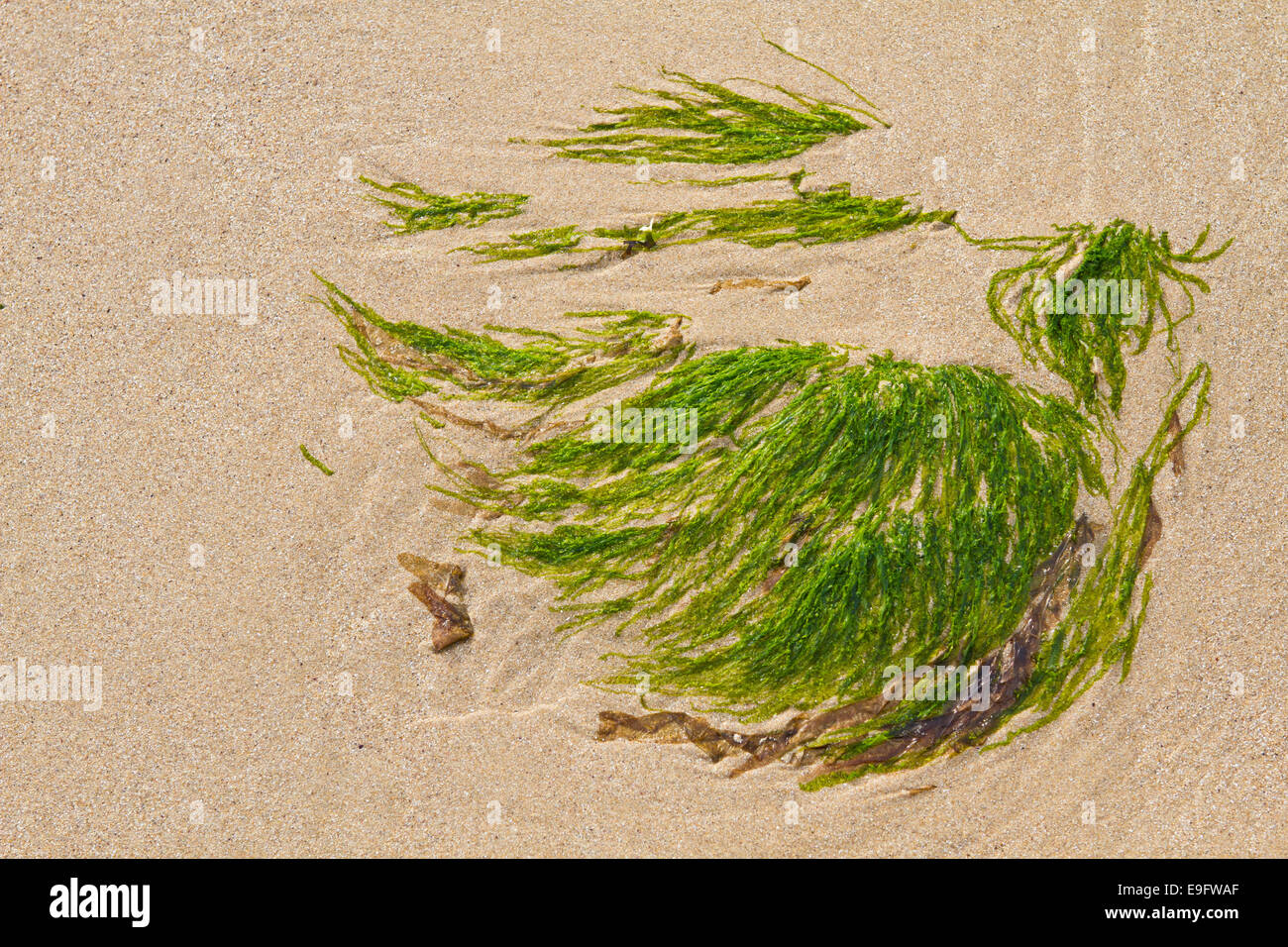 Seaweed on the beach Stock Photo