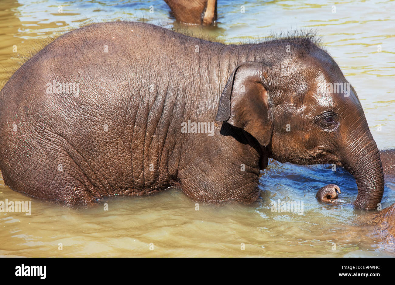 Elephant on sri lanka hi-res stock photography and images - Alamy