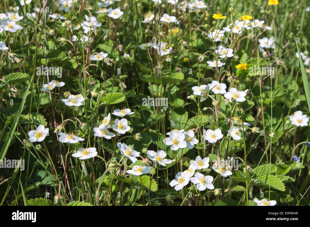 Flowers of wild strawberry Stock Photo - Alamy