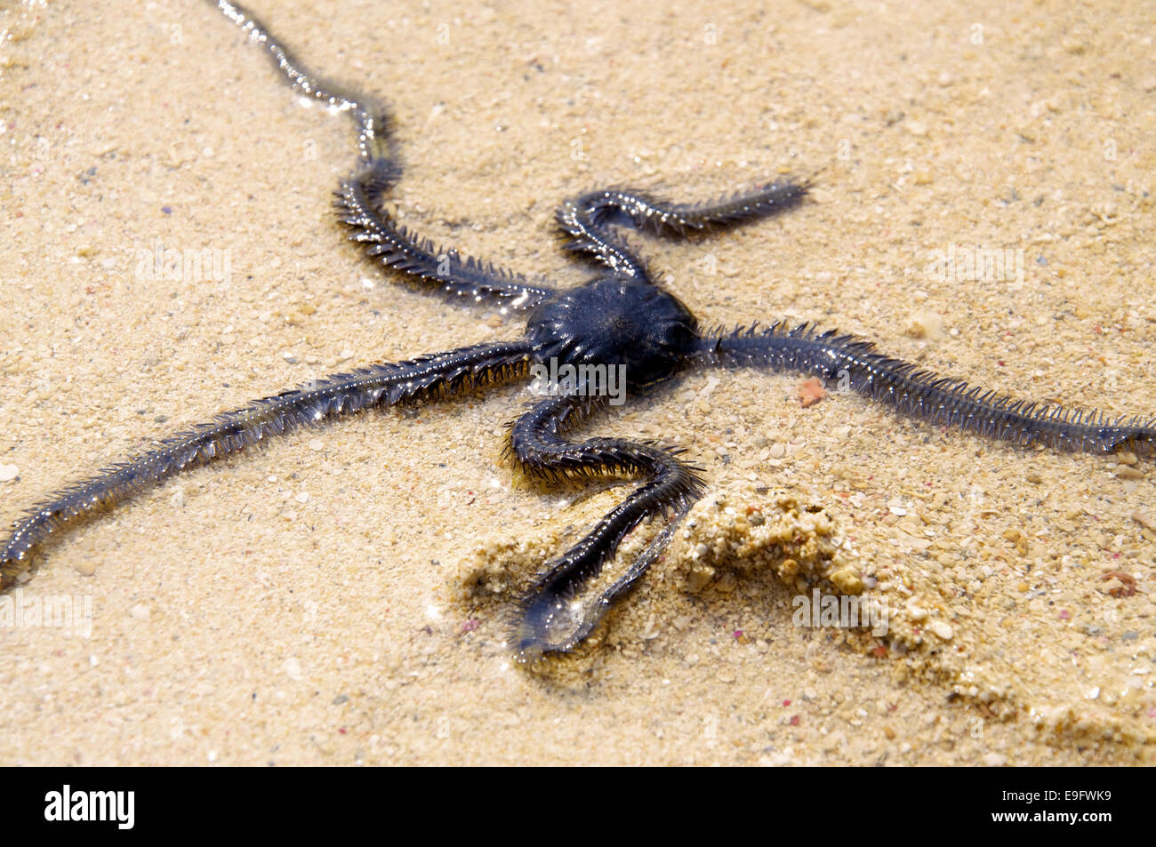 Brittle star hires stock photography and images Alamy