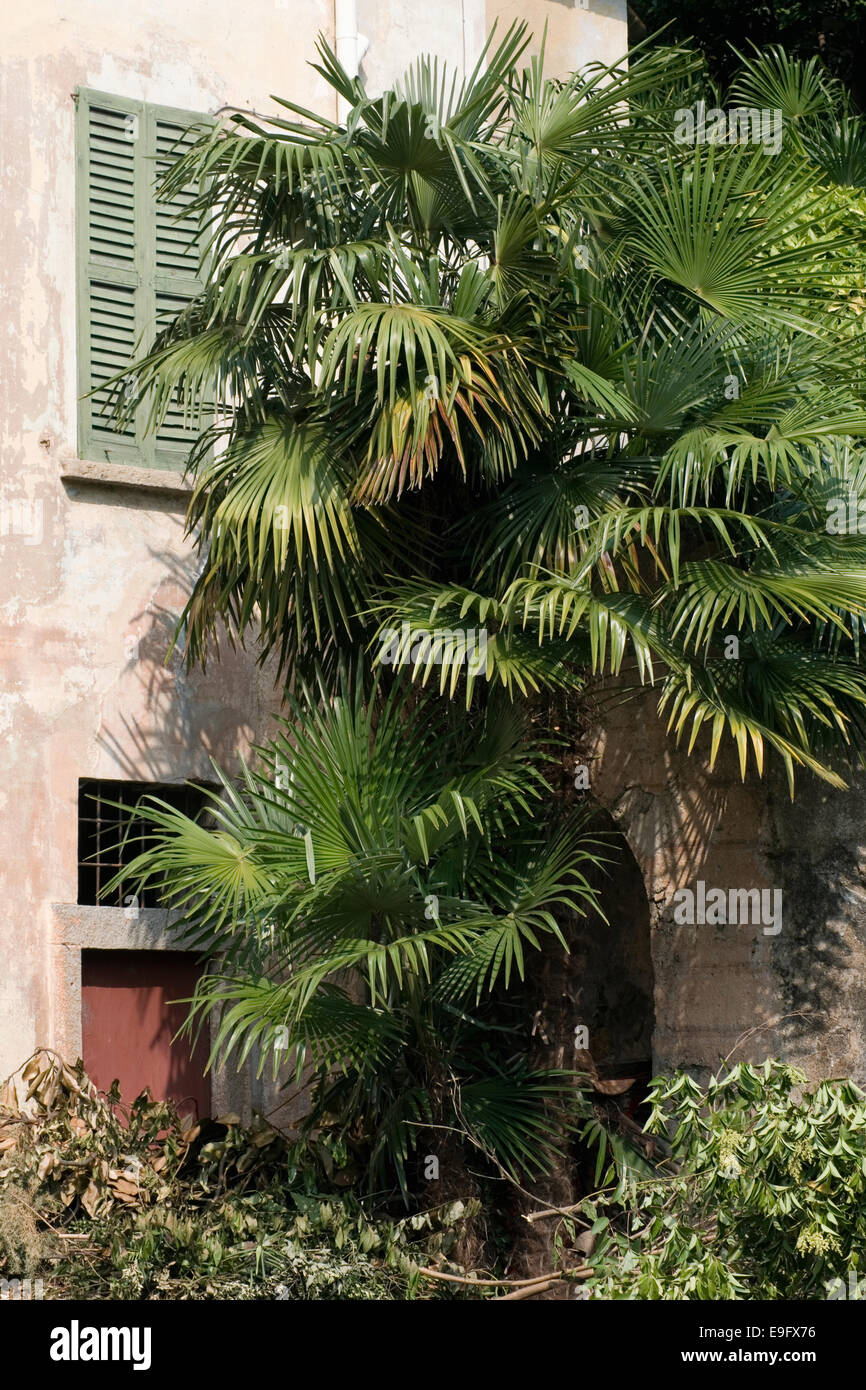 Abandoned house and palm tree Stock Photo