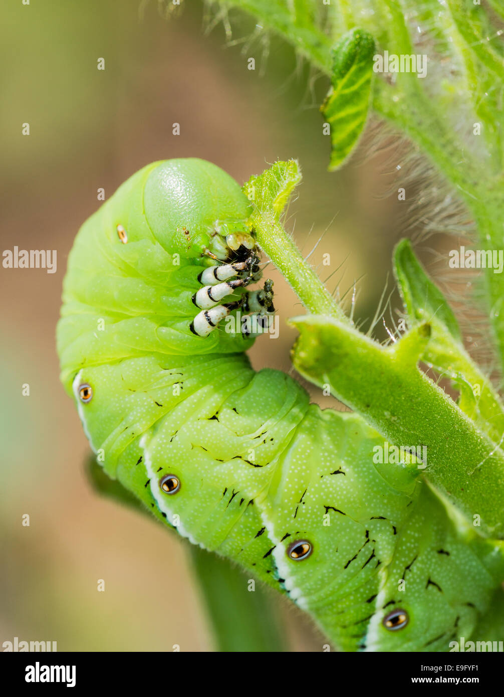 Tomato hornworm caterpillar eating plant Stock Photo
