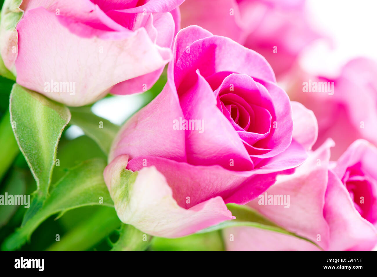 Pink Roses Side Angle Bright pink roses angle view Stock Photo - Alamy