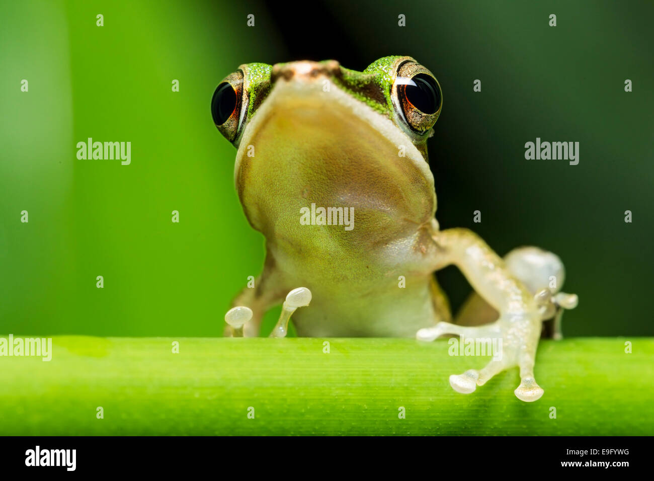 White-lipped frog (Hylarana labialis) Stock Photo