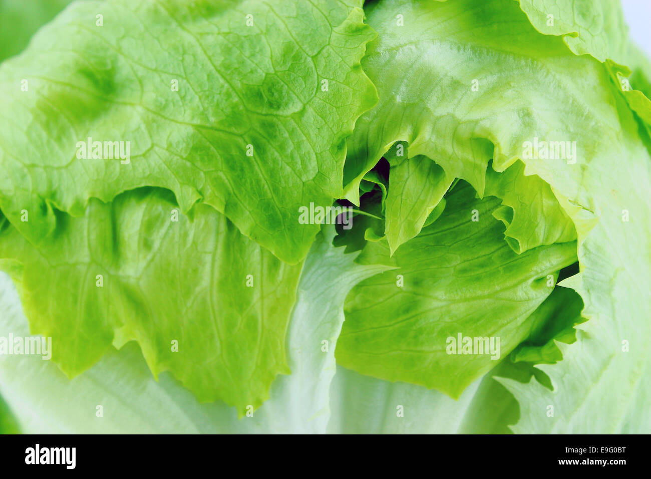 Green Iceberg lettuce Stock Photo Alamy