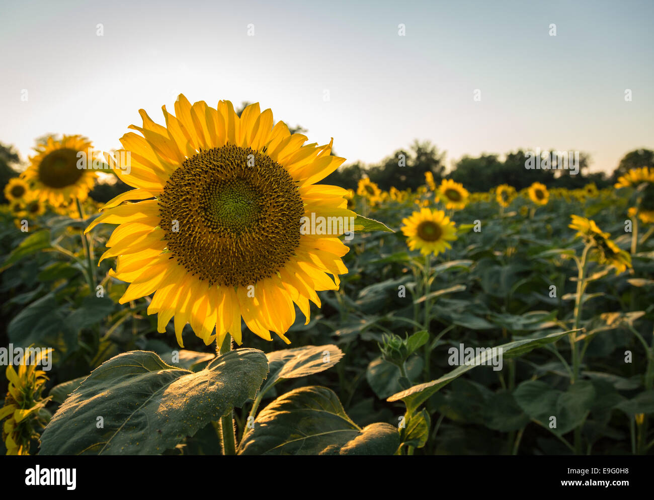 Sunflowers in early evening as sun sets Stock Photo Alamy