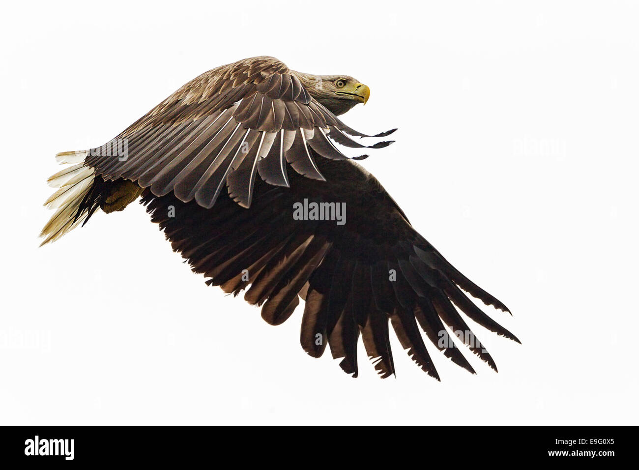 Adult White-tailed Sea Eagle flying over the sea hunting for fish on the Isle of Mull, Scotland Stock Photo