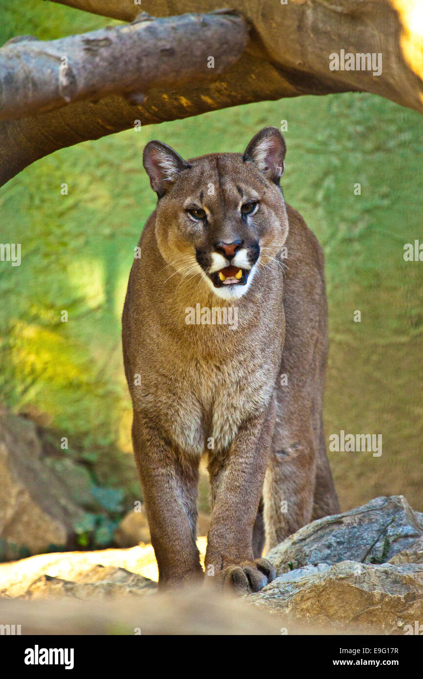 cougar (Puma concolor Stock Photo - Alamy