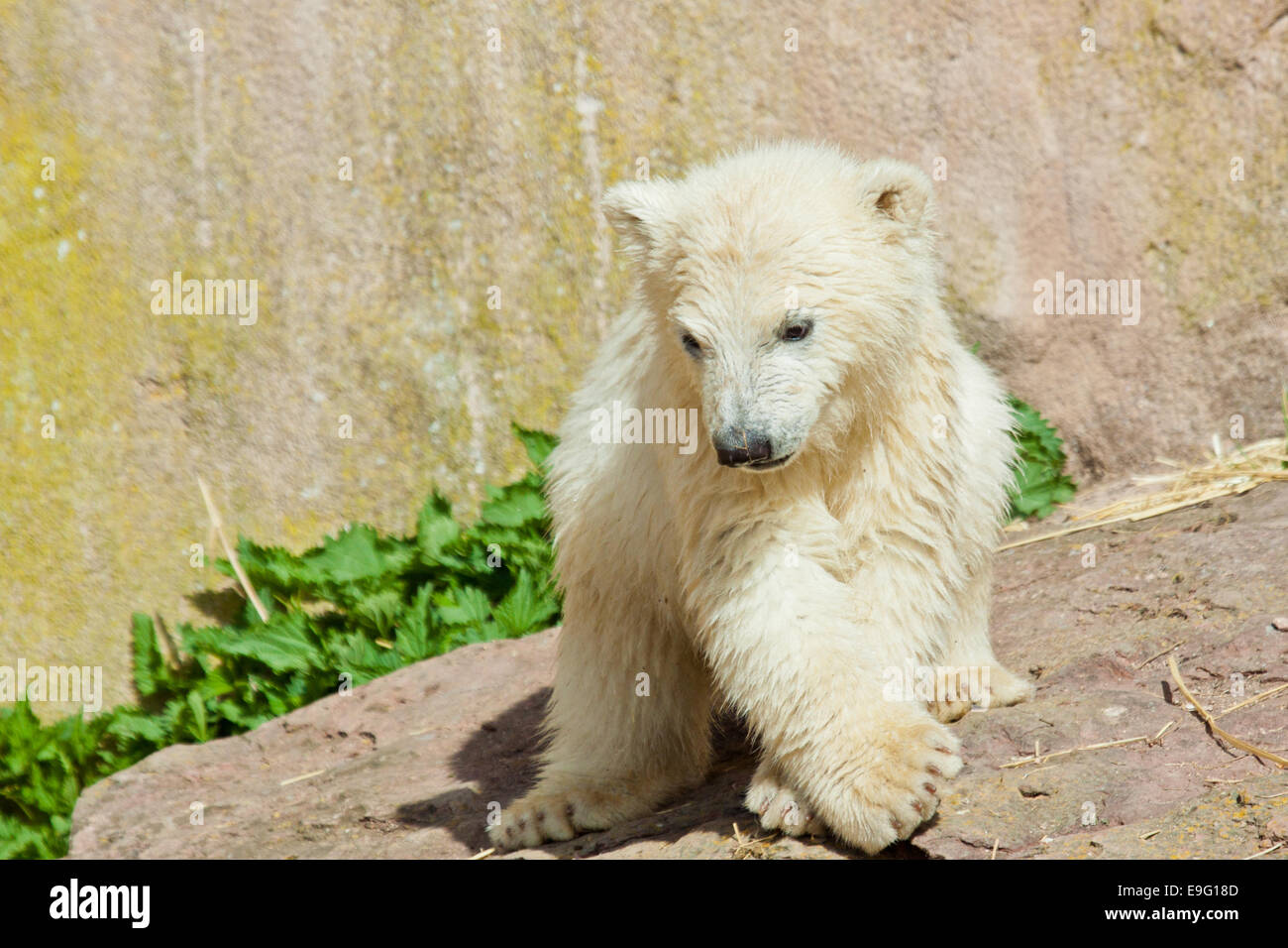 polar bear (Ursus maritimus) Stock Photo