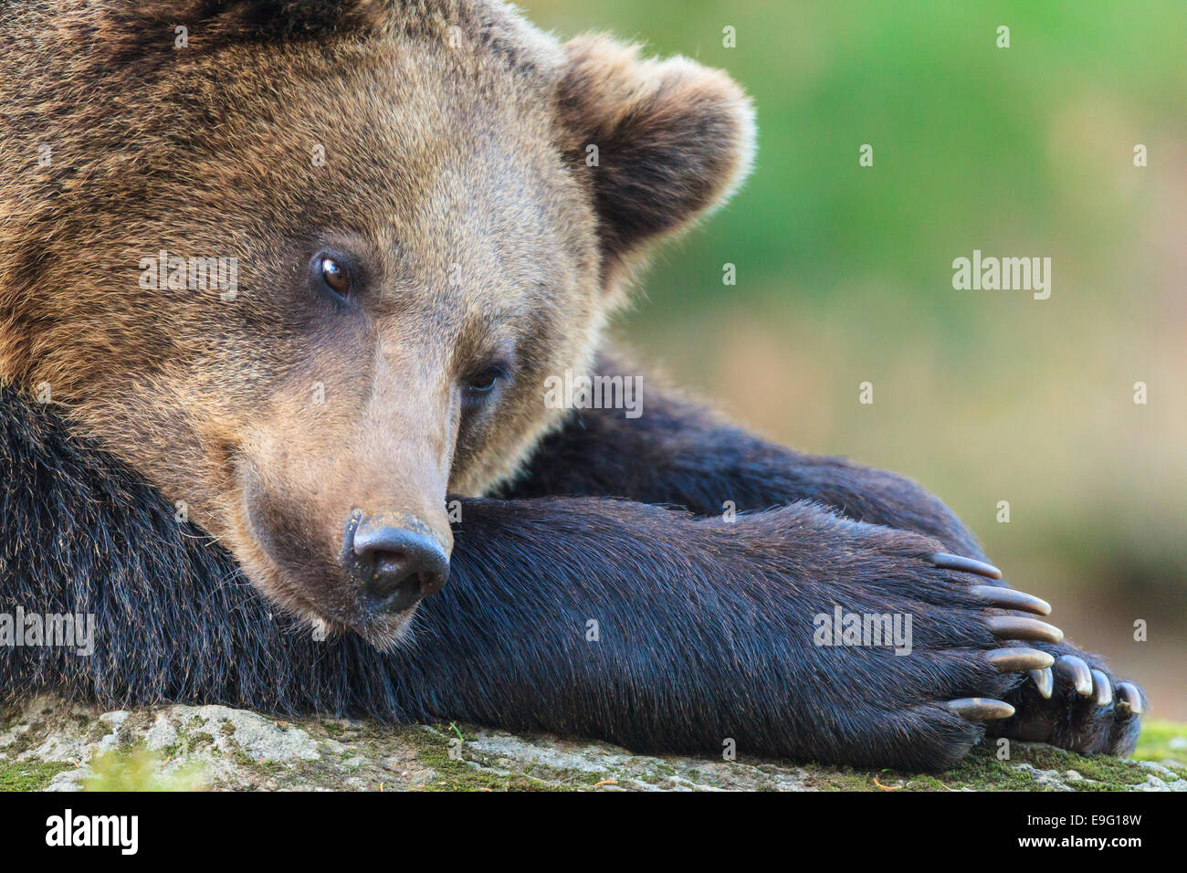 brown bear [Ursus arctos] Stock Photo