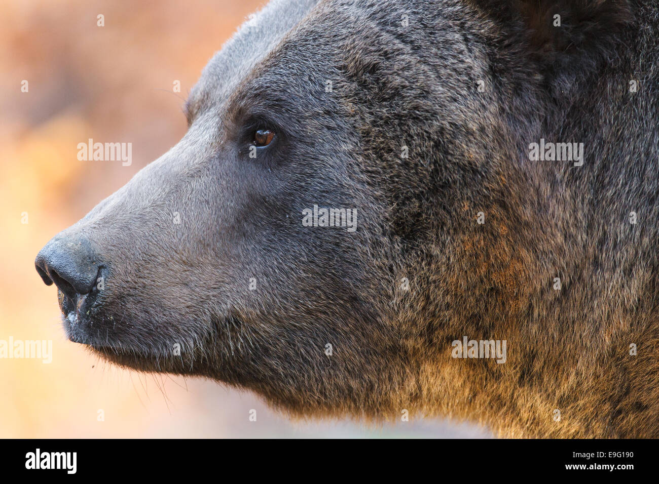 brown bear [Ursus arctos] Stock Photo