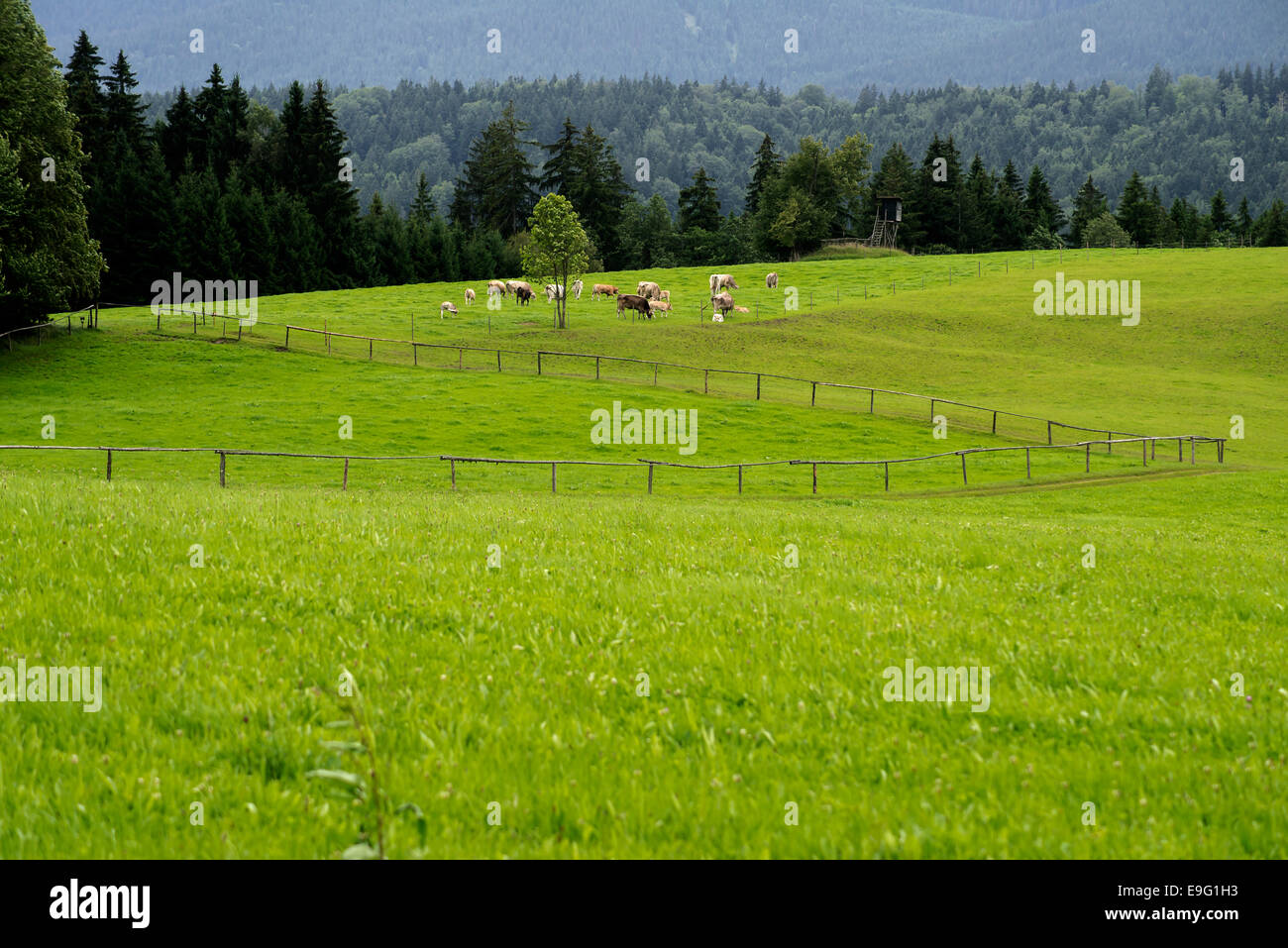Cows grazing in alpine meadows, foothills of the Alps, , Bavaria, Germany Stock Photo
