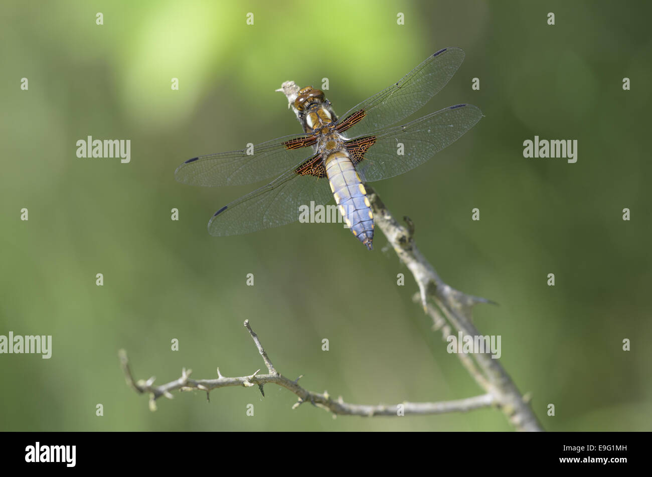 Four-spotted Chaser Four-spotted Chaser Stock Photo