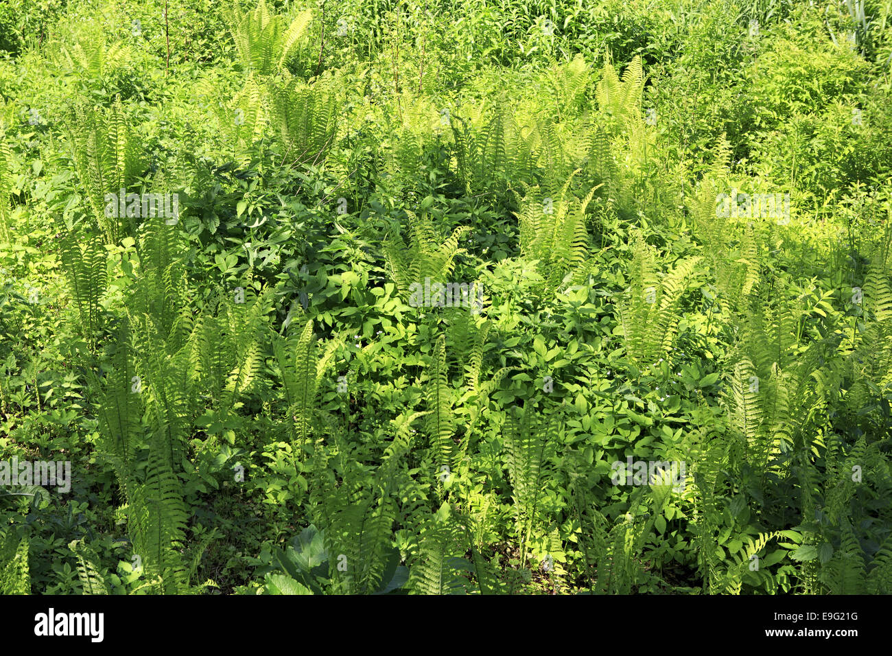 Background ferns hi-res stock photography and images - Alamy