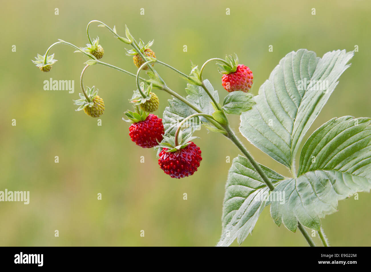 Wild strawberry plant hi-res stock photography and images - Alamy