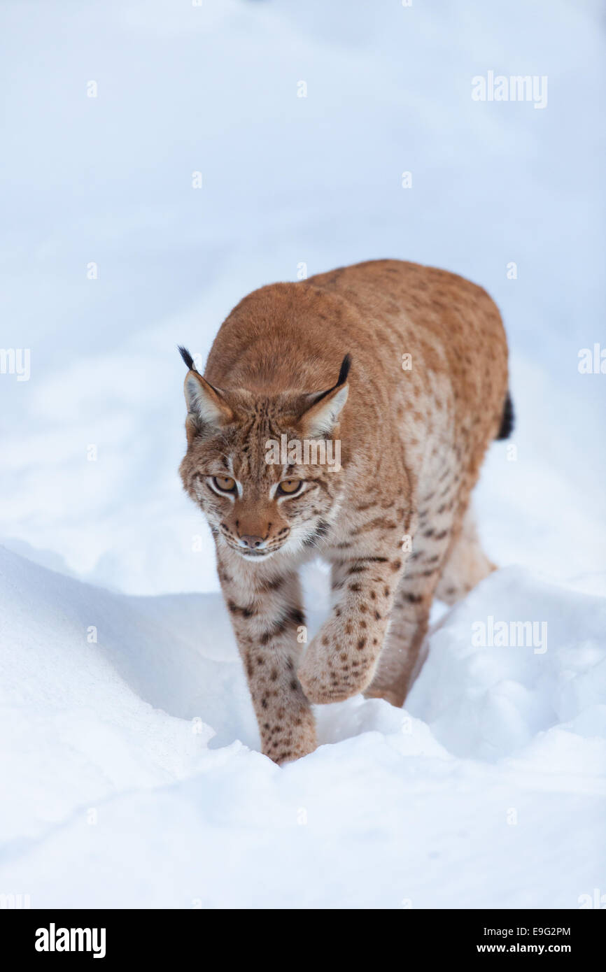 European Lynx Stock Photo