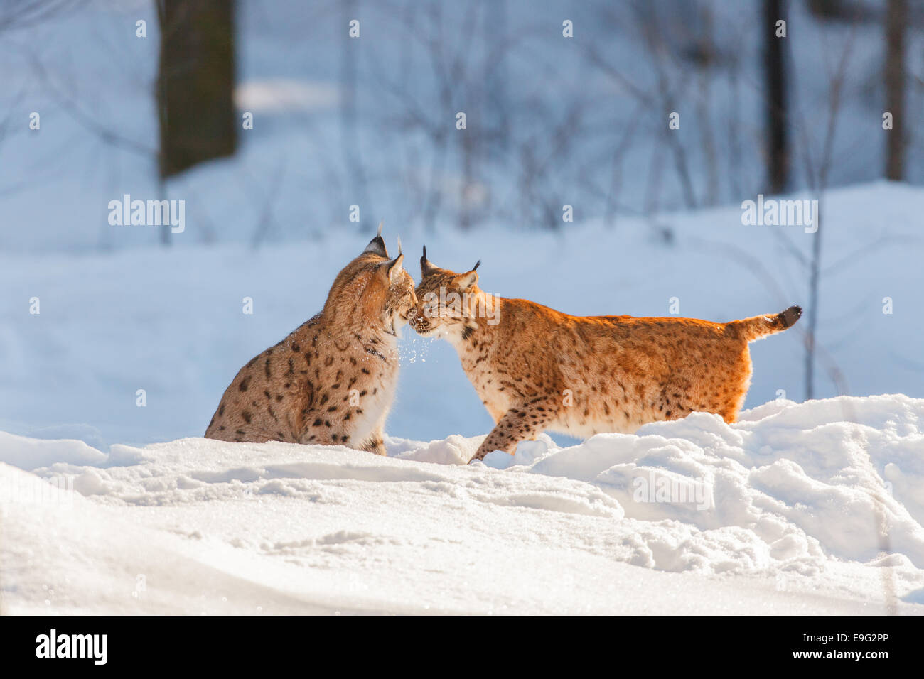 2 European lynx Stock Photo