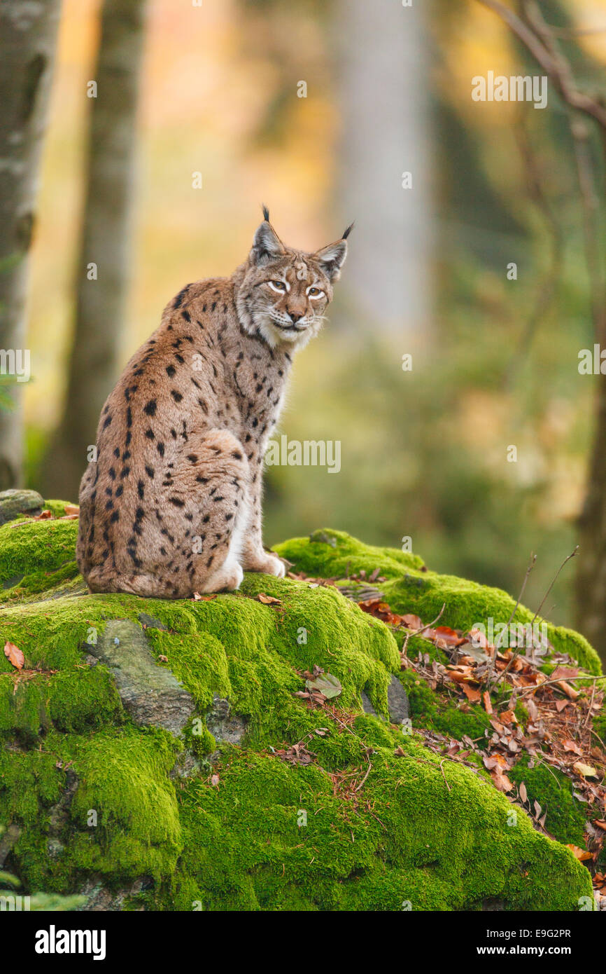 Female European lynx Stock Photo