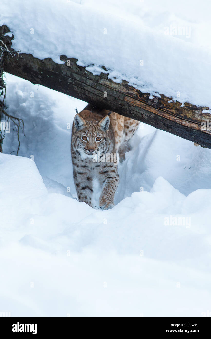 European lynx Stock Photo