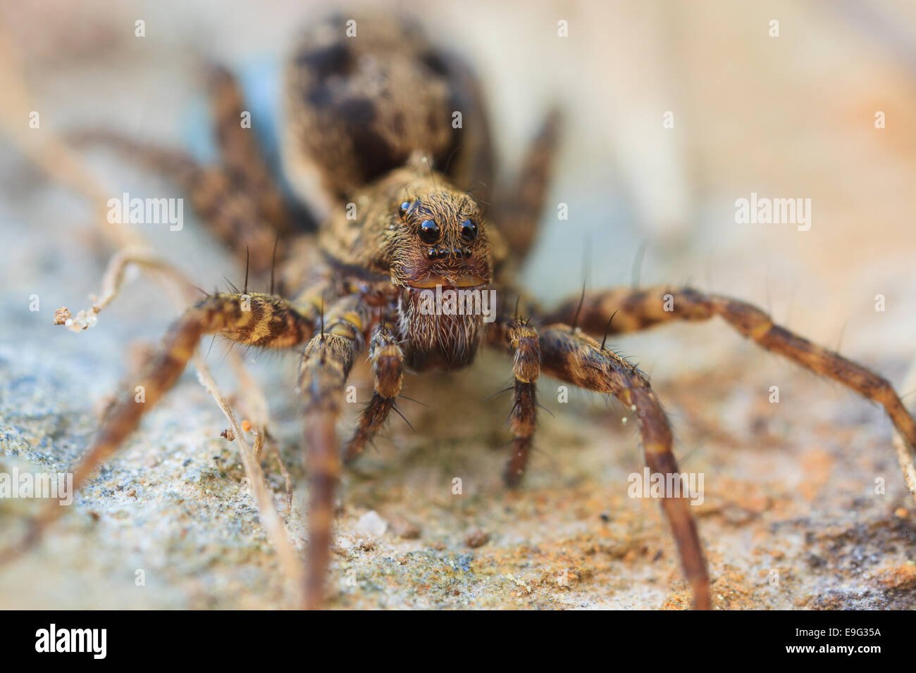 wolf spider [family Lycosidae] Stock Photo