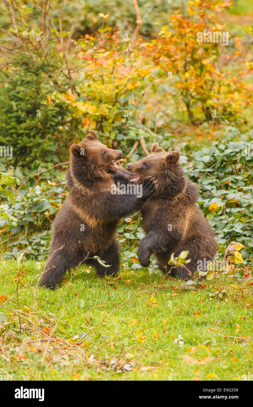 brown bear fighting Stock Photo