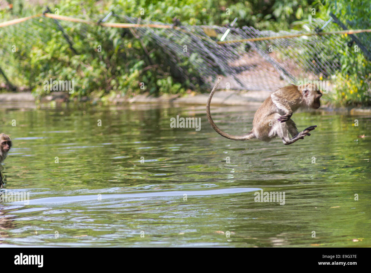 Jumping monkey directly above the water Stock Photo