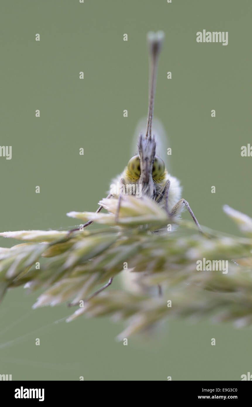 Orange Tip (Anthocharis cardamines) Stock Photo