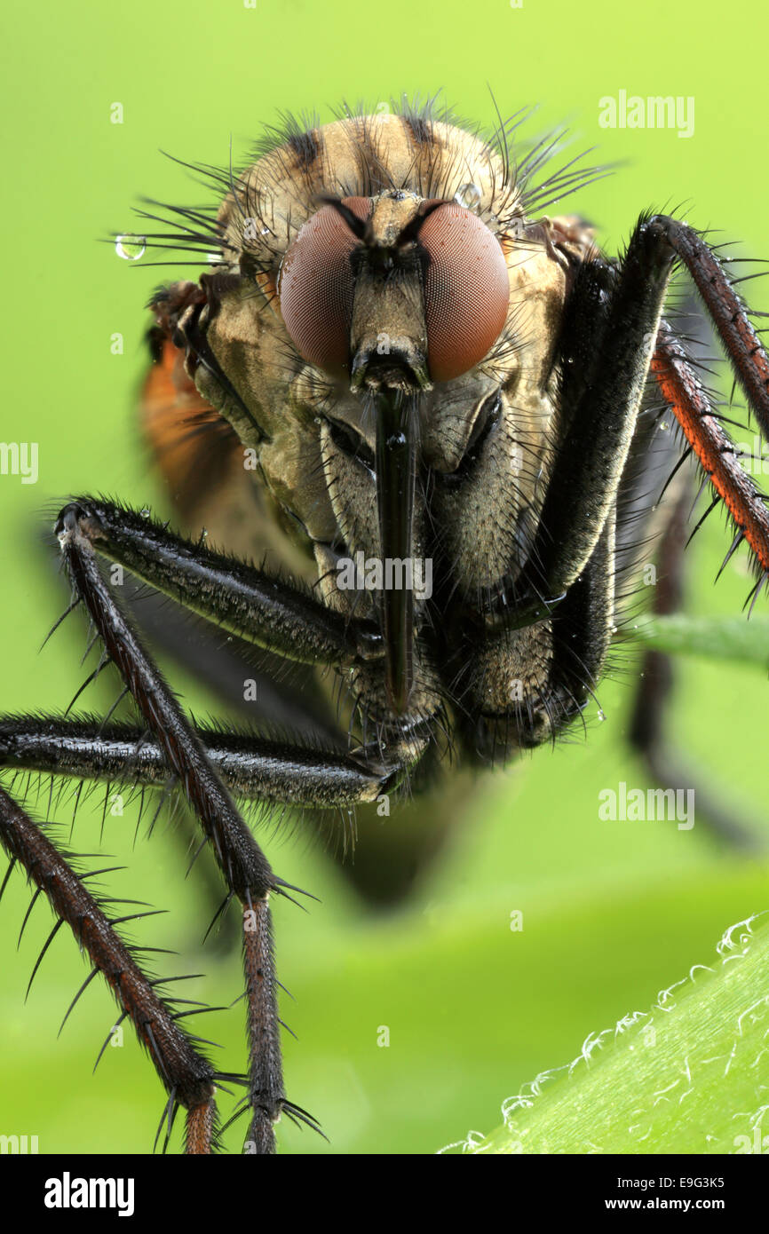 dance fly (Empididae) Stock Photo