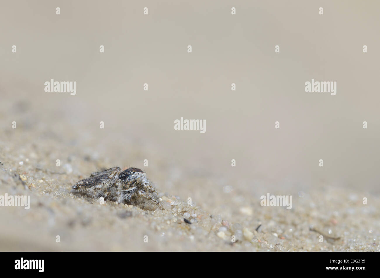 Jumping spider, male (Yllenus arenarius) Stock Photo