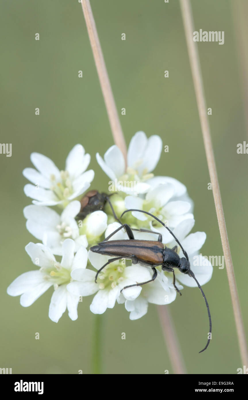 Longhorn Beetle (Stenurella melanura) Stock Photo