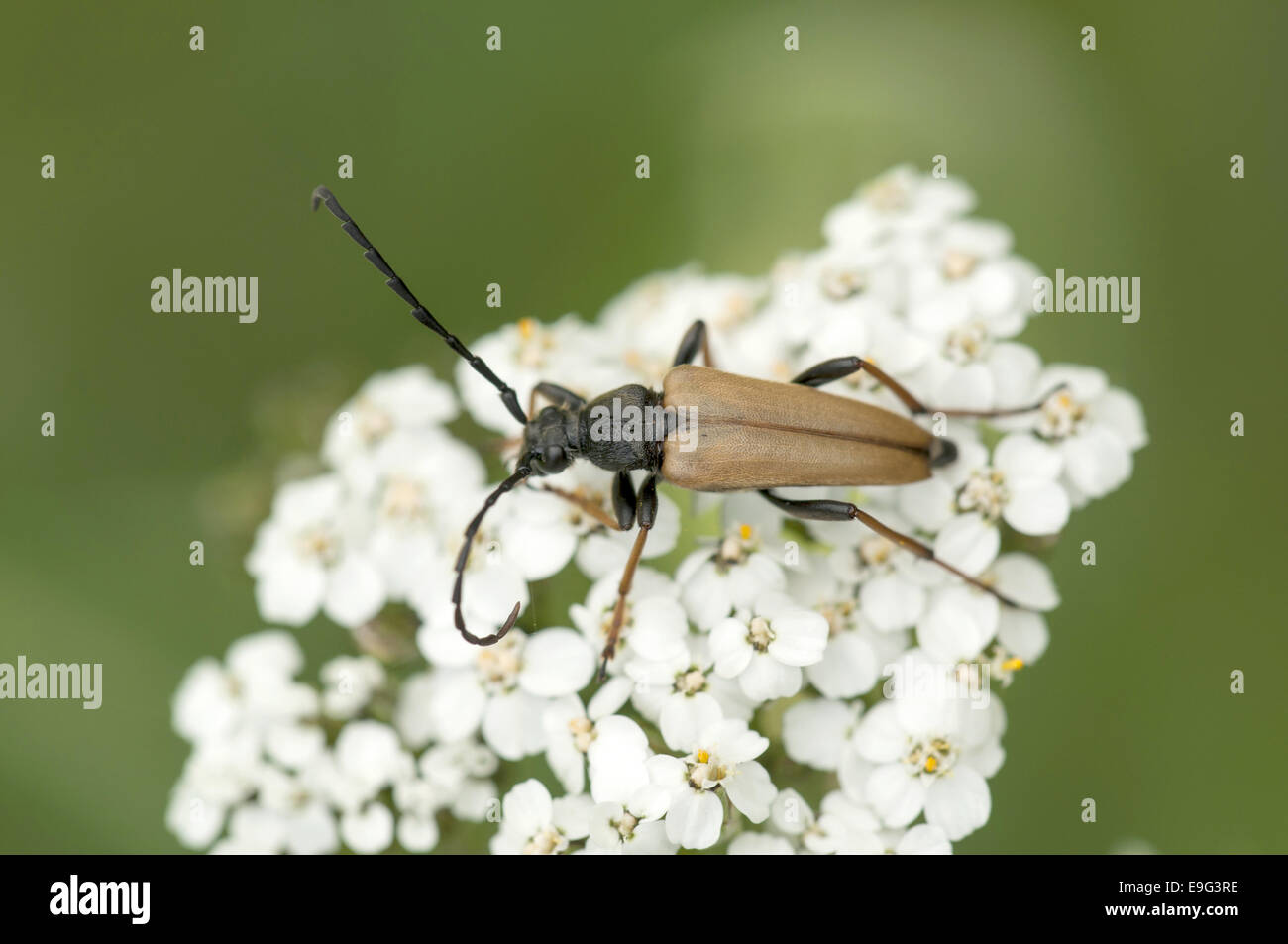 Longhorn Beetle (Stictoleptura rubra) Stock Photo