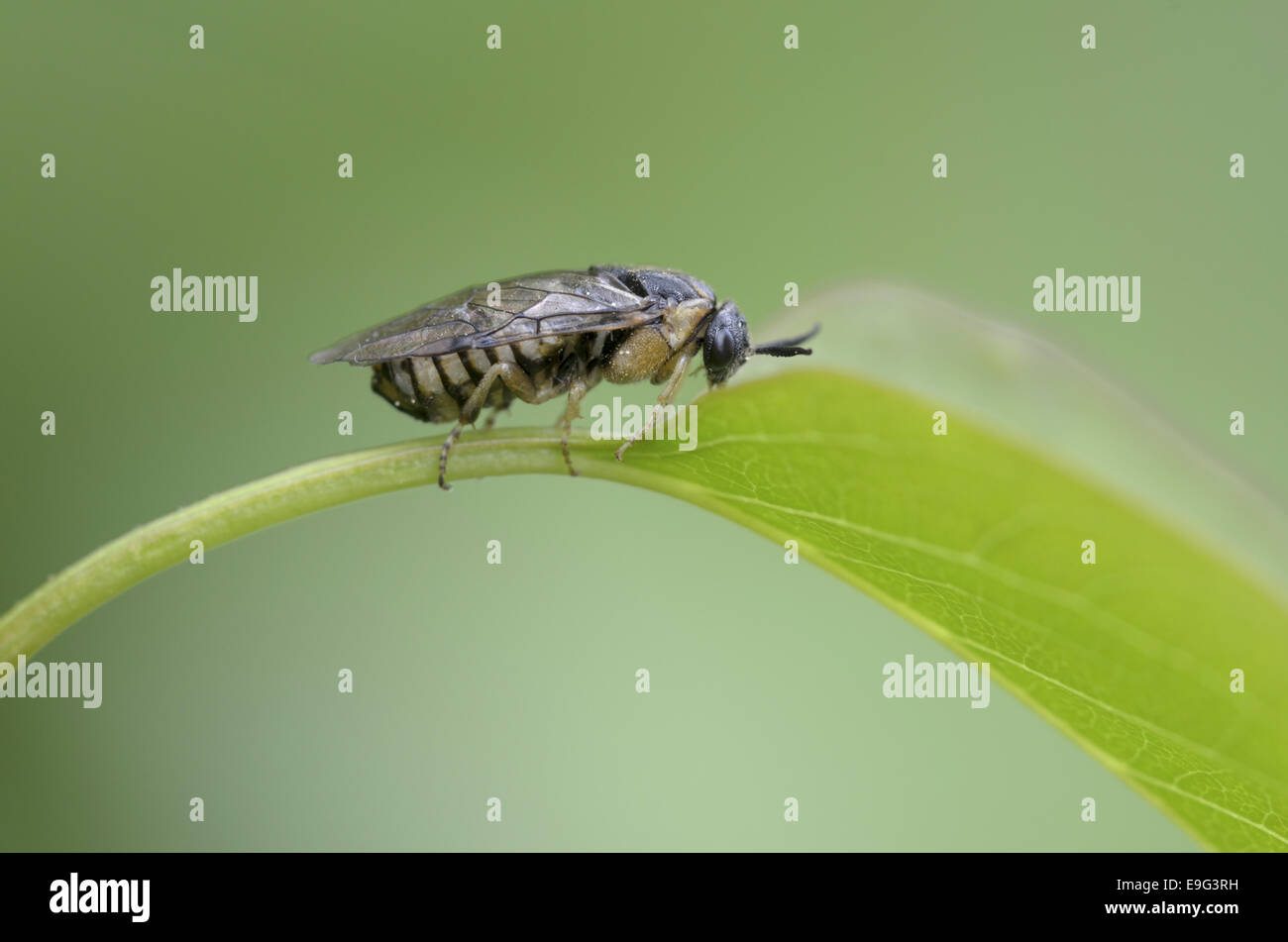Sawfly (Diprionidae cf Gilpinia) Stock Photo